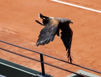 French Open: Falken sollen Tauben-Problem lösen