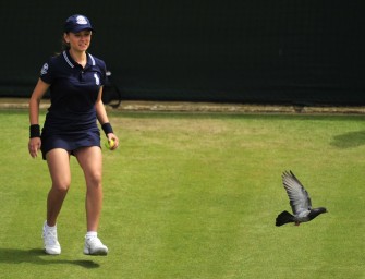 Taubenwächter in Wimbledon: Falke Rufus gestohlen