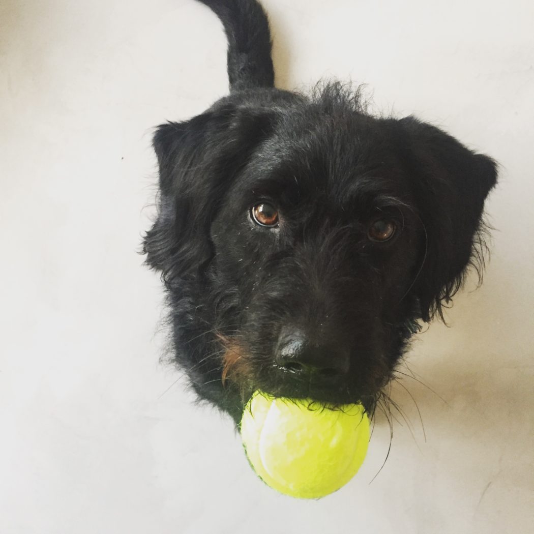 Hund1