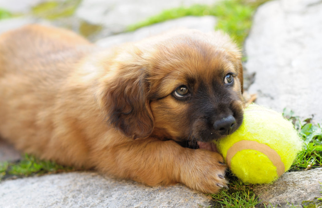 Hund – Tennisball