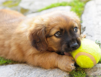 Vorsicht! Warum Sie ihrem Hund keinen Tennisball geben sollten